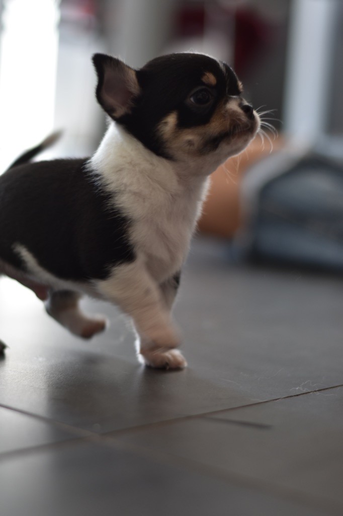 Des Minis Du Parmelan - Chiot disponible  - Chihuahua
