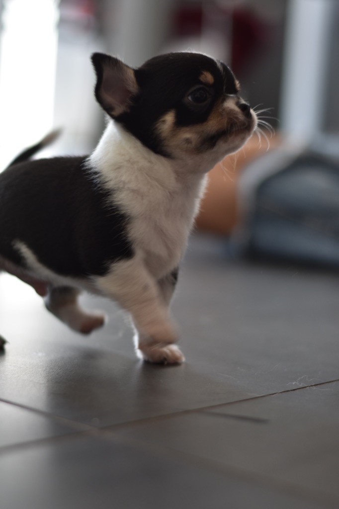 Des Minis Du Parmelan - Chiots disponibles - Chihuahua