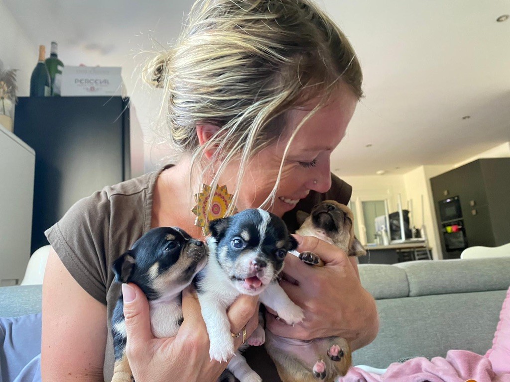 Chiot Chihuahua Des Minis Du Parmelan